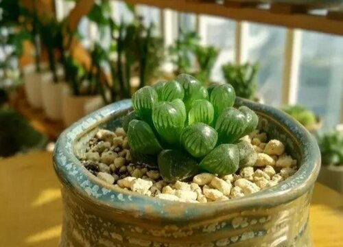 姬玉露会开花吗