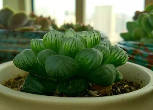 姬玉露会开花吗