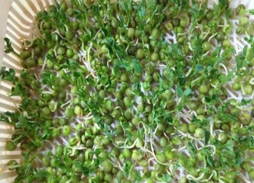 青豆发芽了可以吃吗