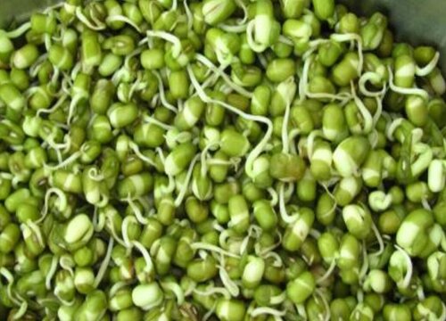 青豆发芽了可以吃吗