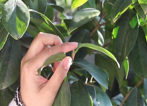 茶花新长出来的叶子发黄是怎么回事