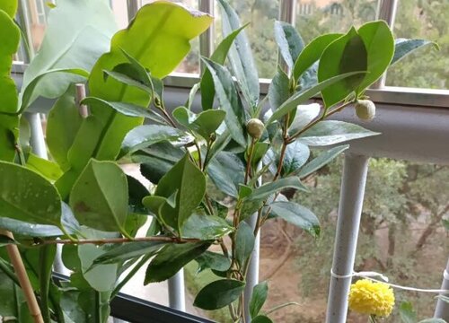 茶花新长出来的叶子发黄是怎么回事