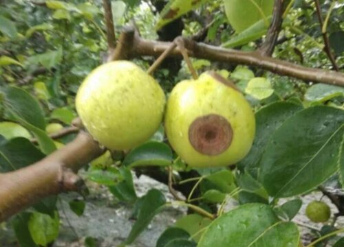 梨树炭疽病的发病原因及治疗方法