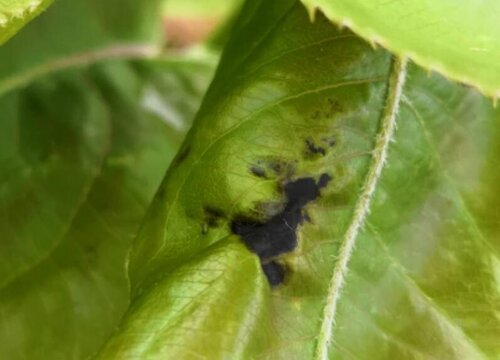 梨树炭疽病的发病原因及治疗方法