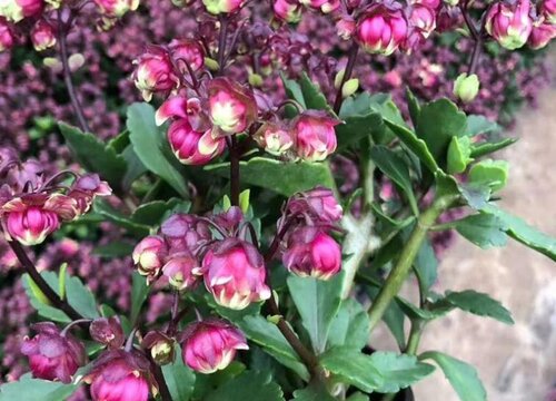 灯笼花什么时候栽种合适