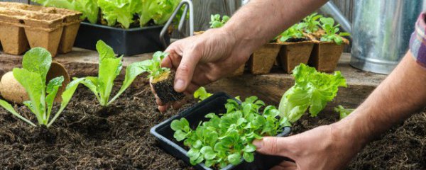在家种菜和种植方法