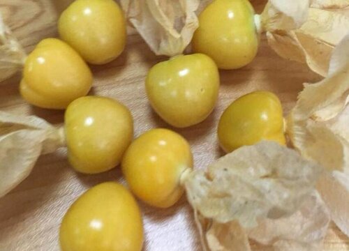 姑娘果什么时候成熟