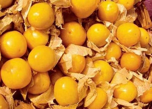 姑娘果什么时候成熟