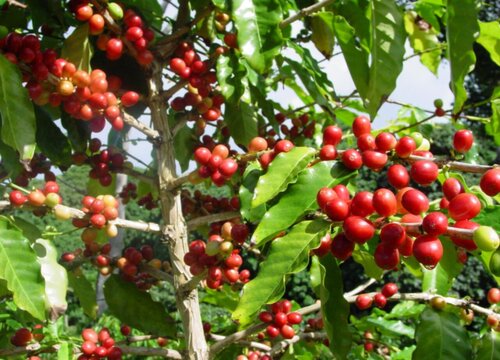咖啡怎么种植