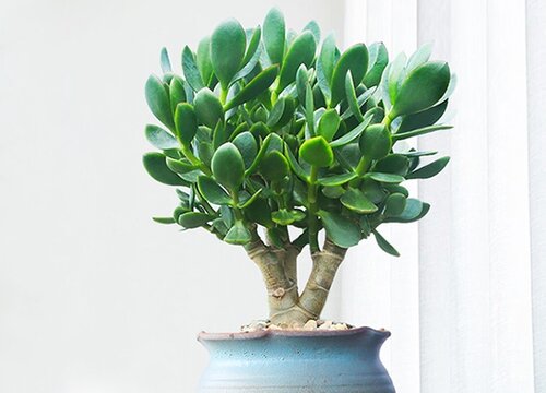 怎么养玉树长成形态优美的老桩