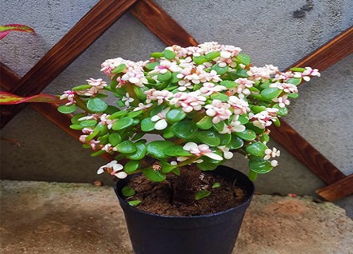 怎么养玉树长成形态优美的老桩