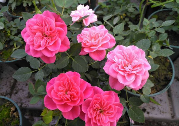 心上人月季的优缺点详细资料