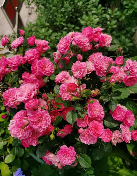 心上人月季的优缺点详细资料