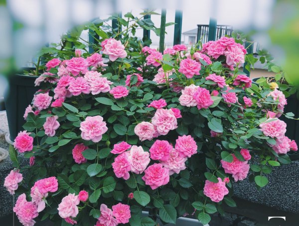 心上人月季的优缺点详细资料