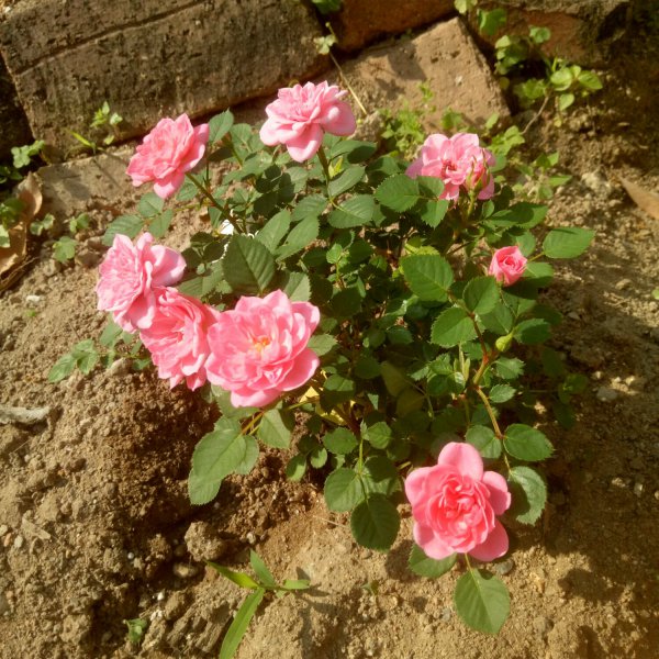 心上人月季的优缺点详细资料