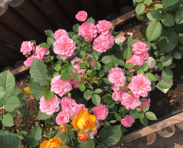 心上人月季的优缺点详细资料