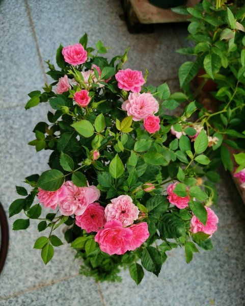 心上人月季的优缺点详细资料