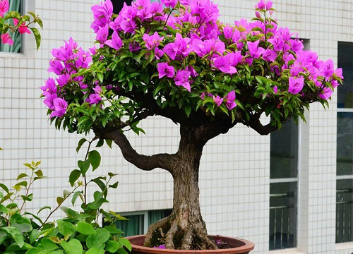 三角梅新芽低头是什么原因引起的