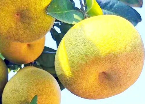 文旦是热性还是凉性