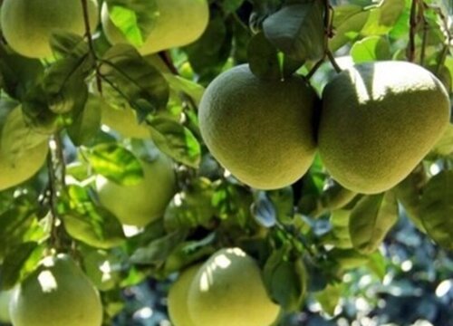 文旦是热性还是凉性