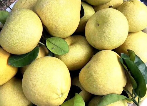 文旦是热性还是凉性