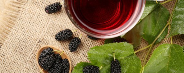 桑葚干可以直接吃吗