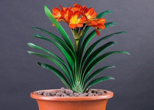 入冬后怎么养君子兰和蟹爪兰