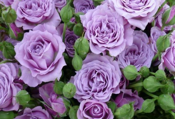 紫玫瑰花语是什么意思