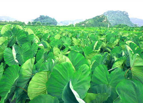 水芋头种植时间和方法