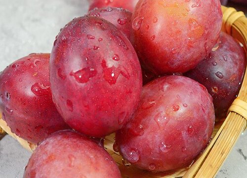 李子和梅子是一种水果吗