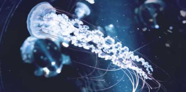 0基础学影视后期难吗