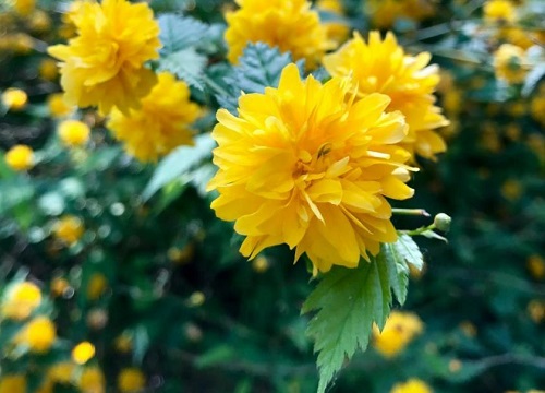 棠棣之花有什么寓意