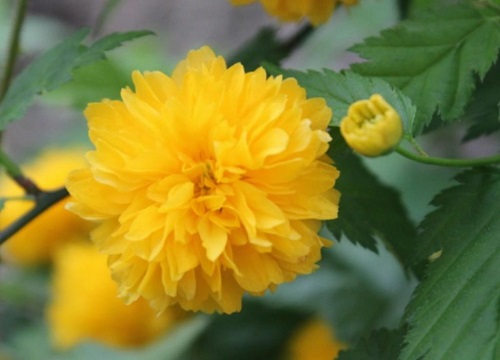 棠棣之花有什么寓意