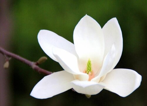 白玉兰的寓意象征是什么意思