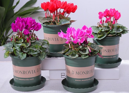 玄参科代表植物