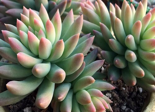 多肉植物需要经常晒太阳吗