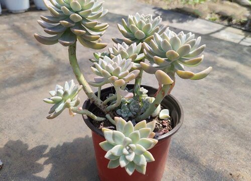 多肉植物需要经常晒太阳吗