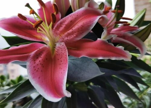 冬天难养的植物