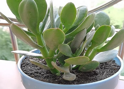 冬天难养的植物