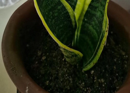 冬天难养的植物