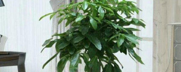 搬新家摆什么花好