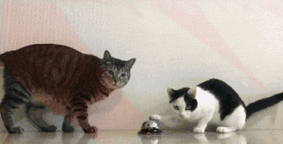 漂亮的猫咪品种大全及图片 漂亮还便宜好养的宠物猫