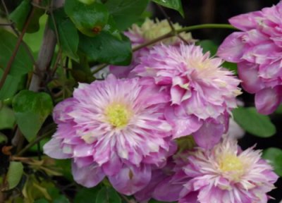 最好养的铁线莲排名 推荐最值得养的好看铁线莲品种