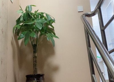 发财树怎样管理浇水 发财树如何浇水叶片油绿