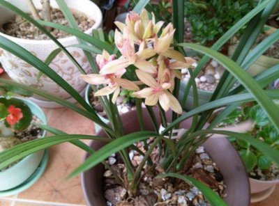 兰花施肥的正确方法和用什么肥 养兰花用什么家用肥料最好