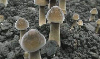 鸡枞菌的人工种植方法 鸡枞菌的人工种植技术