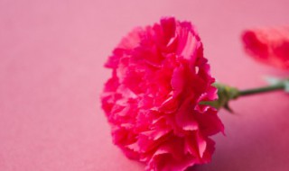 餐厅摆盘的花是什么花 餐厅摆盘的花是哪些花