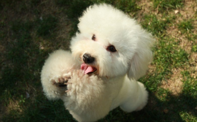 泰迪为什么叫泰日天 泰迪犬这个称呼主要出于5个原因