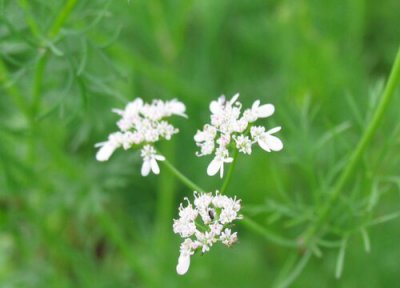 香菜会开花吗 开花是什么意思