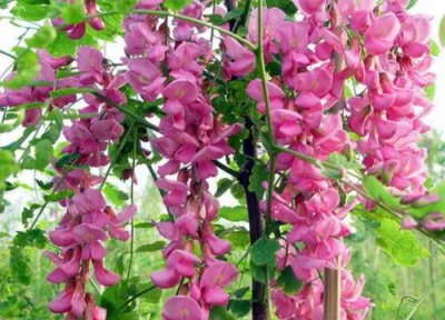 香花槐一年开花次数 香花槐一年开几次花